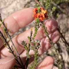 Dillwynia sericea at Tuggeranong, ACT - 21 Sep 2023 03:10 PM