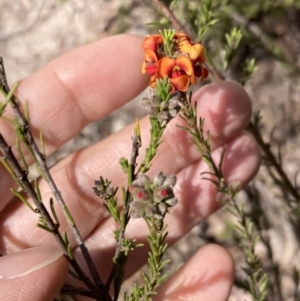 Dillwynia sericea at Tuggeranong, ACT - 21 Sep 2023 03:10 PM