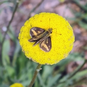 Taractrocera papyria at Molonglo Valley, ACT - 21 Sep 2023