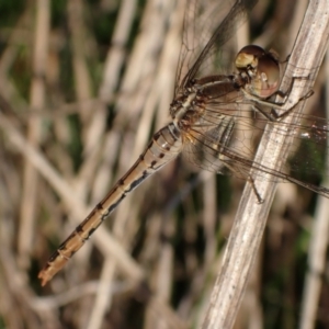 Diplacodes bipunctata at Murrumbateman, NSW - 20 Sep 2023