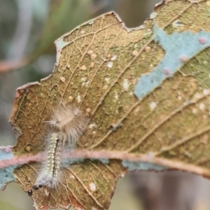 Uraba lugens at Molonglo Valley, ACT - 21 Sep 2023