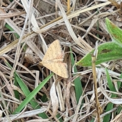 Scopula rubraria (Reddish Wave, Plantain Moth) at Sth Tablelands Ecosystem Park - 21 Sep 2023 by galah681