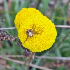 Australomisidia sp. (genus) (Flower spider) at Molonglo Valley, ACT - 21 Sep 2023 by galah681