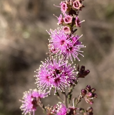 Kunzea parvifolia (Violet Kunzea) at Wanniassa Hill - 21 Sep 2023 by AnneG1
