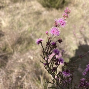 Kunzea parvifolia at Tuggeranong, ACT - 21 Sep 2023 03:29 PM