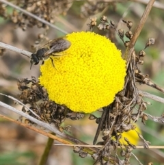 Lasioglossum (Chilalictus) sp. (genus & subgenus) (Halictid bee) at Sth Tablelands Ecosystem Park - 21 Sep 2023 by galah681