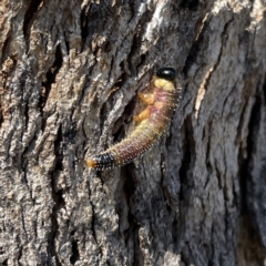 Perginae sp. (subfamily) (Unidentified pergine sawfly) at Russell, ACT - 20 Sep 2023 by Hejor1