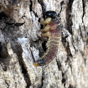 Perginae sp. (subfamily) at Russell, ACT - 20 Sep 2023 03:34 PM