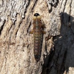 Perginae sp. (subfamily) at Russell, ACT - 20 Sep 2023 03:34 PM