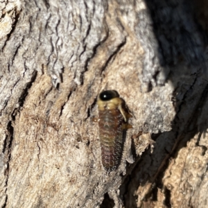 Perginae sp. (subfamily) at Russell, ACT - 20 Sep 2023 03:34 PM