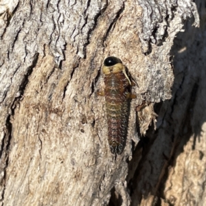 Perginae sp. (subfamily) at Russell, ACT - 20 Sep 2023 03:34 PM