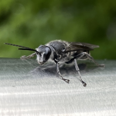 Pison sp. (genus) (Black mud-dauber wasp) at Russell, ACT - 21 Sep 2023 by Hejor1