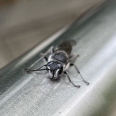 Pison sp. (genus) at Russell, ACT - 21 Sep 2023 11:59 AM