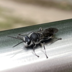 Pison sp. (genus) at Russell, ACT - 21 Sep 2023 11:59 AM