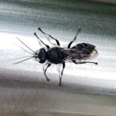 Pison sp. (genus) at Russell, ACT - 21 Sep 2023 11:59 AM