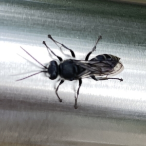 Pison sp. (genus) at Russell, ACT - 21 Sep 2023 11:59 AM