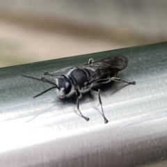 Pison sp. (genus) at Russell, ACT - 21 Sep 2023 11:59 AM