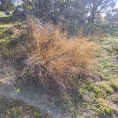 Aristida ramosa (Purple Wire Grass) at Mount Painter - 4 Aug 2023 by SarahHnatiuk