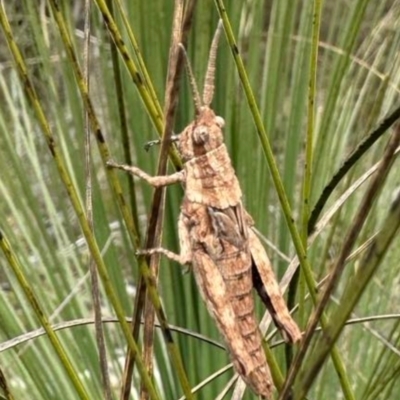 Coryphistes ruricola (Bark-mimicking Grasshopper) at Birrigai - 21 Sep 2023 by jac