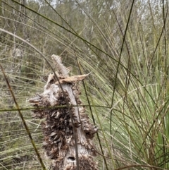 Coryphistes ruricola at Paddys River, ACT - suppressed