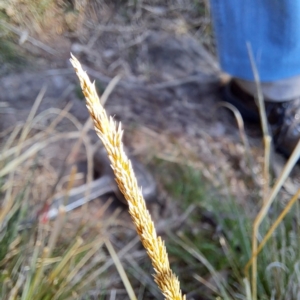 Sporobolus africanus at Cook, ACT - 7 Aug 2023 11:03 AM