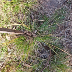 Sporobolus africanus at Cook, ACT - 7 Aug 2023 11:03 AM