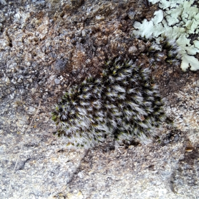 Campylopus (A moss) at Cook, ACT - 3 Jul 2023 by SarahHnatiuk