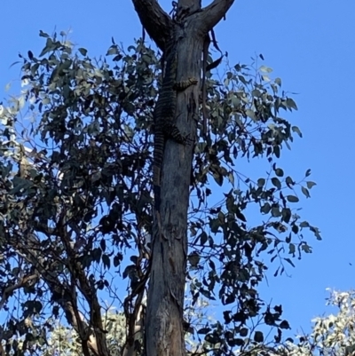 Varanus varius (Lace Monitor) at Albury - 15 Sep 2023 by Lizzie