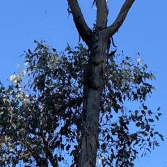 Varanus varius at Table Top, NSW - 15 Sep 2023