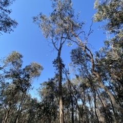 Varanus varius at Table Top, NSW - 15 Sep 2023