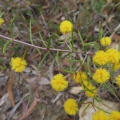 Acacia brownii (Heath Wattle) at QPRC LGA - 21 Sep 2023 by MatthewFrawley