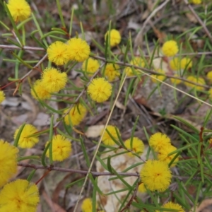 Acacia brownii at Bombay, NSW - 21 Sep 2023