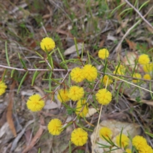 Acacia brownii at Bombay, NSW - 21 Sep 2023