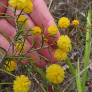 Acacia brownii at Bombay, NSW - 21 Sep 2023