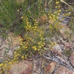 Acacia brownii at Bombay, NSW - 21 Sep 2023