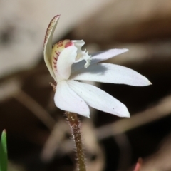 Caladenia fuscata (Dusky Fingers) at Chiltern, VIC - 7 Sep 2023 by KylieWaldon