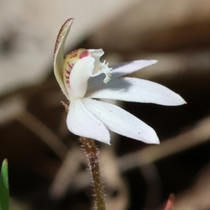 Caladenia fuscata (Dusky Fingers) at Chiltern, VIC by KylieWaldon