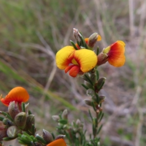 Dillwynia sericea at Bombay, NSW - 21 Sep 2023