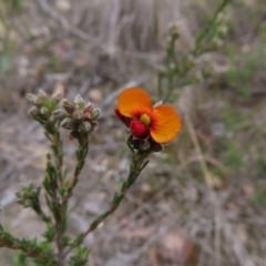 Dillwynia sericea at Bombay, NSW - 21 Sep 2023 02:52 PM