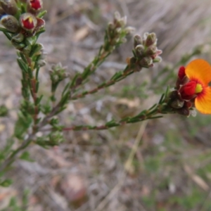 Dillwynia sericea at Bombay, NSW - 21 Sep 2023 02:52 PM