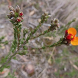 Dillwynia sericea at Bombay, NSW - 21 Sep 2023 02:52 PM