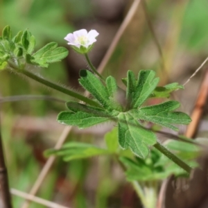Geranium solanderi (Native Geranium) at Chiltern, VIC by KylieWaldon