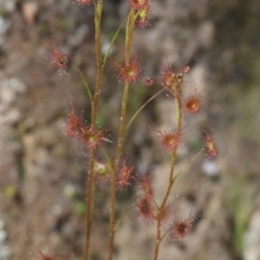 Drosera sp. (A Sundew) at Chiltern, VIC - 7 Sep 2023 by KylieWaldon
