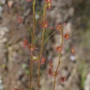 Drosera sp. at Chiltern, VIC - 7 Sep 2023