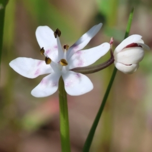 Wurmbea dioica subsp. dioica at Chiltern, VIC - 7 Sep 2023 12:10 PM