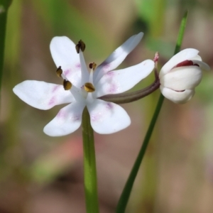 Wurmbea dioica subsp. dioica (Early Nancy) at Chiltern, VIC by KylieWaldon