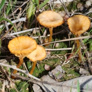 Lichenomphalia chromacea at Chiltern, VIC - 7 Sep 2023 12:20 PM