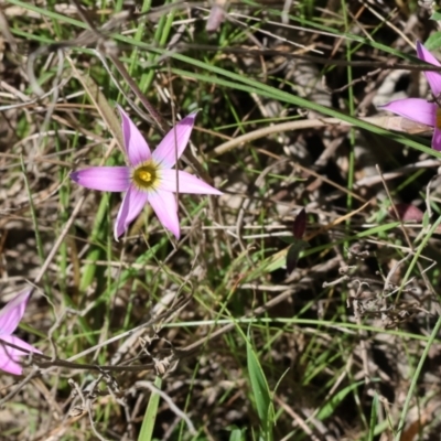 Romulea rosea var. australis (Onion Grass) at Chiltern, VIC - 7 Sep 2023 by KylieWaldon