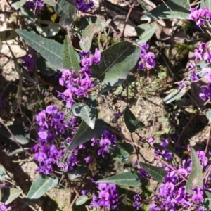 Hardenbergia violacea at Chiltern, VIC - 7 Sep 2023