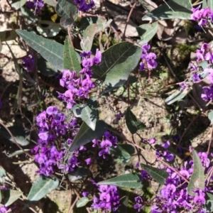 Hardenbergia violacea at Chiltern, VIC - 7 Sep 2023 12:10 PM